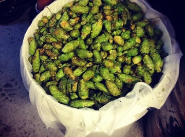 Wet Hops