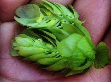 Hops in Hand